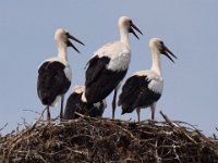 27-07-2014 Stoerche im Nest-2